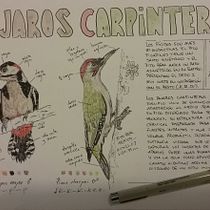 Mi Proyecto del curso: Cuaderno de naturaleza . Un progetto di Illustrazione botanica di franciscocastillofernandez - 17.07.2020