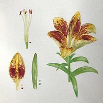 My project in Botanical Illustration with Watercolors course. Pintura em aquarela projeto de peachplumpear - 07.07.2020