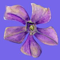 Vincapervinca: flor de cinco pétalos. Desenho projeto de inmaferrerjau - 13.07.2020
