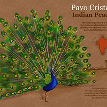 My project in Naturalist Animal Illustration with Procreate course - Indian Peacock. Infografia projeto de poojaminho28 - 14.07.2020