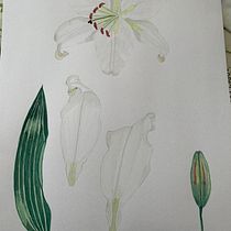  Ilustración botánica con acuarela.. Artes plásticas projeto de marielaterrile - 14.07.2020
