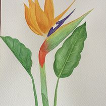 Mi Proyecto del curso: Ilustración botánica con acuarela. Ilustração botânica projeto de susanaestherbordon - 22.07.2020
