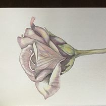 My project in Commercial Illustration with Colored Pencils course. Desenho artístico projeto de gaylynne_robinson - 23.07.2020