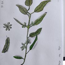 Mi Proyecto del curso: Cuaderno botánico en acuarela. Un progetto di Pittura ad acquerello di alejandrarubialvarezysminio - 24.07.2020