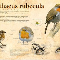 Mi Proyecto del curso: Ilustración naturalista de animales con Procreate. Traditional illustration project by Juan Reyes Ruiz - 07.28.2020