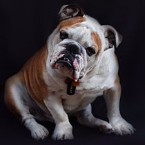 Mi Proyecto del curso: Introducción a la fotografía de perros. Un projet de Photographie de mariaalzalde - 09.08.2020
