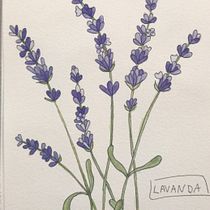Meu projeto do curso: Ilustração botânica com aquarela. Pintura em aquarela projeto de Paula Rocha - 28.07.2020