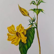 Flor Amarela. Desenho, Fotomontagem, Ilustração tradicional, Pintura, e Pintura em aquarela projeto de Catharine Reis Gomes - 30.07.2020