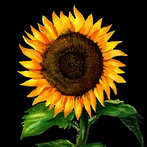 Final Project botanical study - Sunflower. Pintura em aquarela e Ilustração tradicional projeto de Cristina Torres - 31.07.2020