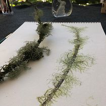 My project in Botanical Illustration with Watercolors course. Ilustração botânica projeto de janie_farn - 02.08.2020