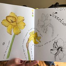 Mi Proyecto del curso: Cuaderno botánico en acuarela. Un progetto di Bozzetti, Disegno, Disegno a matita, Disegno artistico, Disegno realistico, Illustrazione tradizionale, Illustrazione botanica, Illustrazione con inchiostro, Pittura e Pittura ad acquerello di Carolina Bottino - 03.08.2020