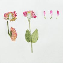 My project in Botanical Illustration with Watercolors course. Ilustração botânica projeto de Dauren Kaliaskar - 04.08.2020