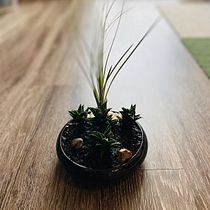 mi proyecto es disenado tipo bonsai. Un progetto di Design di Adelso Hernandez - 04.08.2020