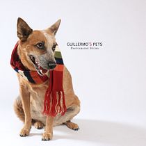 Mi Proyecto del curso: Introducción a la fotografía de perros. Un projet de Photographie de portrait de Guillermo Gerardo Hernández Gutiérrez - 05.08.2020