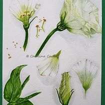 My project in Botanical Illustration with Watercolors course. Ilustração botânica, e Pintura em aquarela projeto de carolina_c - 06.08.2020