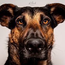 Mi Proyecto del curso: Introducción a la fotografía de perros. Un projet de Photographie de Ever Orozco - 06.08.2020
