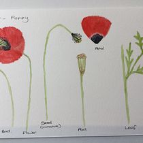 My project in Botanical Illustration with Watercolors course. Desenho artístico projeto de Gill Bellord - 10.08.2020