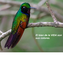 Mi Proyecto del curso: Tú vida se transforma al vuelo de un colibrí. Education project by aze_delvillar - 08.11.2020