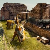 Mi Proyecto del curso: Tigres de la montaña. Photomontage, Photographic Composition, and Photo Retouching project by Jonnathan Cóndor Alvarado - 08.13.2020
