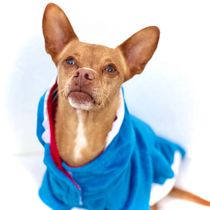 Meu projeto do curso: Introdução à fotografia de cachorros. Un projet de Photographie de Sara Carvalho - 13.08.2020