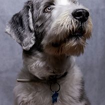 Mi Proyecto del curso: Introducción a la fotografía de perros. Un projet de Photographie de studio , et Photographie de portrait de Mireia Ecija - 13.08.2020