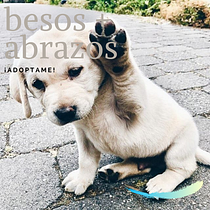Mi Proyecto del curso: Creatividad publicitaria para todos los públicos. Un proyecto de Animación de Rosi Ulloa - 15.08.2020
