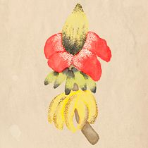 Natureza Feminina . Digital Illustration project by liviadacruzcosta - 08.15.2020