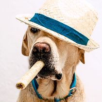 Mi Proyecto del curso: Introducción a la fotografía de perros. Un projet de Photographie de Maria del Pilar Pérez Corrales - 17.08.2020