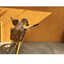 Mi Proyecto del curso: Introducción a la fotografía de perros. Un projet de Photographie de Irene Guadalupe Ruiz Esparza - 20.08.2020