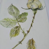 Mi Proyecto del curso: Ilustración botánica con acuarela. Pintura em aquarela projeto de Cristina Tortora - 05.09.2020