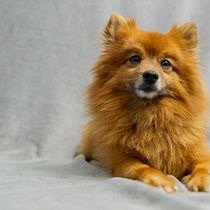 Kira y Scar - Mi Proyecto del curso: Introducción a la fotografía de perros. Un projet de Photographie de astridcastellsnavarro - 20.08.2020