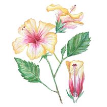 Mi Proyecto del curso: Ilustración botánica con acuarela. Ilustração botânica projeto de Ana Pérez - 20.08.2020