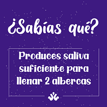 Mi Proyecto del curso: Animación exprés para redes sociales con After Effects. Animação 2D projeto de lozanografico - 20.08.2020