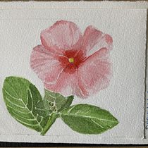 Buongiorno a tutti. Ecco una pagina del mio taccuino dopo il corso.. Un progetto di Illustrazione architettonica, Illustrazione botanica e Calligrafia di edoardodotto - 27.08.2020