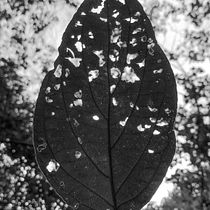 Mi proyecto: arqueología de la savia . Fine-Art Photograph project by Jean Marcel Cabrera - 08.22.2020