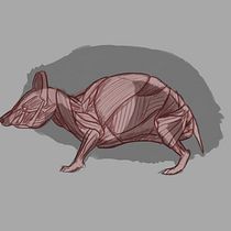 Mi Proyecto del curso: Ilustración naturalista de animales con Procreate. Desenho digital e Ilustração tradicional projeto de Gerson - 23.08.2020