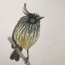Cachudito. Traditional illustration project by nandi_cg - 09.27.2020