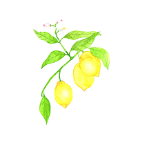 Meu projeto do curso: Ilustração botânica com aquarela. Ilustração tradicional, Artes plásticas, Pintura, Desenho, Pintura em aquarela e Ilustração botânica projeto de Amanda Nunes Queiros - 20.10.2020