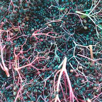 nterMi Proyecto del curso: Teñido textil con pigmentos naturales.  projeto de Monica Bracciantini - 17.09.2020