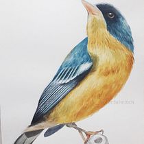 Meu projeto final do curso Ilustração naturalista de aves com aquarela Ein Projekt aus dem Bereich Traditionelle Illustration, Illustration mit Tinte und Aquarellmalerei von Carol Silvestrini - 28.08.2020