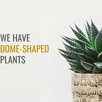My project in Instagram Strategy for Business Growth course: Plant awareness. Communication, Education, and Product Design project by kai_emkie - 08.07.2020