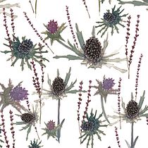 Prickely Beauty. Un projet de Illustration botanique, Architecture d'intérieur, Packaging , et Aquarelle de miruna.patrascu - 01.09.2020