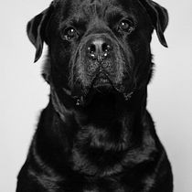 Mi Proyecto del curso: Introducción a la fotografía de perros. Un projet de Photographie, Photographie de portrait , et Photographie numérique de Núria Fau - 03.09.2020