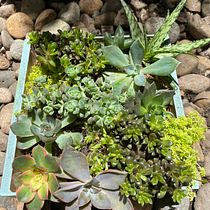 Mi Proyecto del curso: Diseño y creación de composiciones botánicas. Un progetto di Interior Design di Catalina Ardila Zúñiga - 03.09.2020