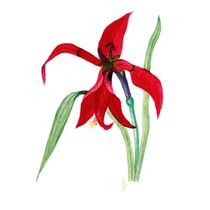 Jacobean Lily. Ilustração botânica projeto de Brinda Kakani - 04.09.2020