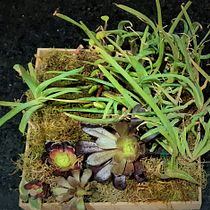 Mi Proyecto del curso: Diseño y creación de composiciones botánicas. Un progetto di Artigianato e Interior design di Melisa Garmendia - 24.09.2020