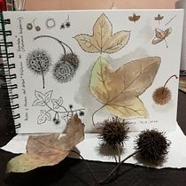 Cuaderno Botánico de Malu. Un progetto di Pittura ad acquerello di Maria Lujan - 13.09.2020
