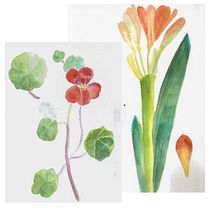 Disección de planta. Pintura em aquarela projeto de María Inés Presti - 15.09.2020