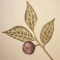 Mi Proyecto del curso: Ilustración botánica con acuarela. Pintura em aquarela projeto de Adherid Mercado - 07.09.2020