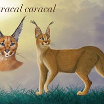 Meu projeto do curso: Ilustração naturalista de animais com Procreate. Un proyecto de Ilustración digital de Rafael Delcourt - 08.09.2020